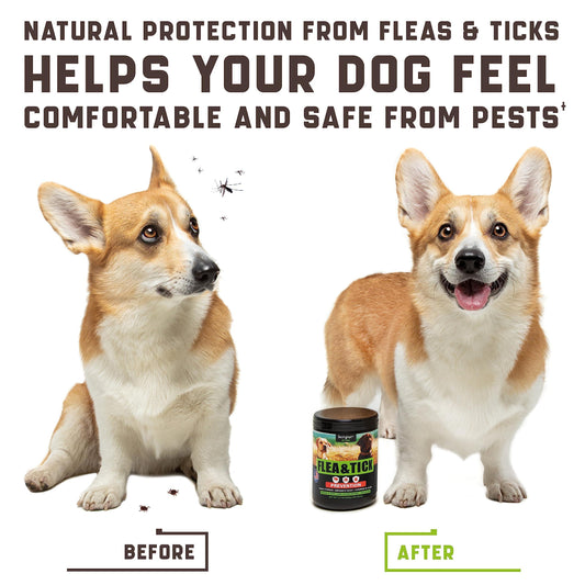 Natural Flea & Tick Support Chews for Dogs | Skin & Coat Health