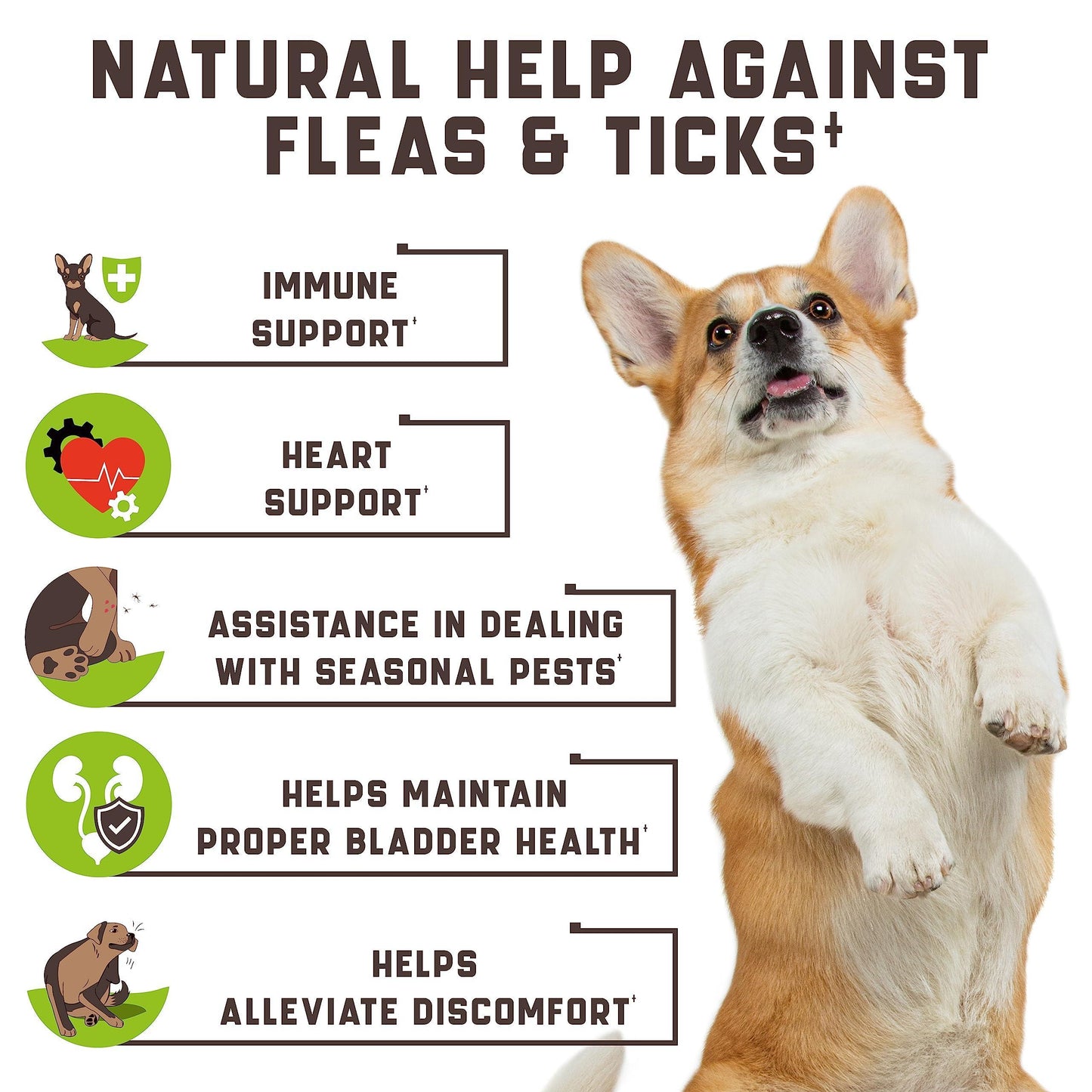 Natural Flea & Tick Support Chews for Dogs | Skin & Coat Health