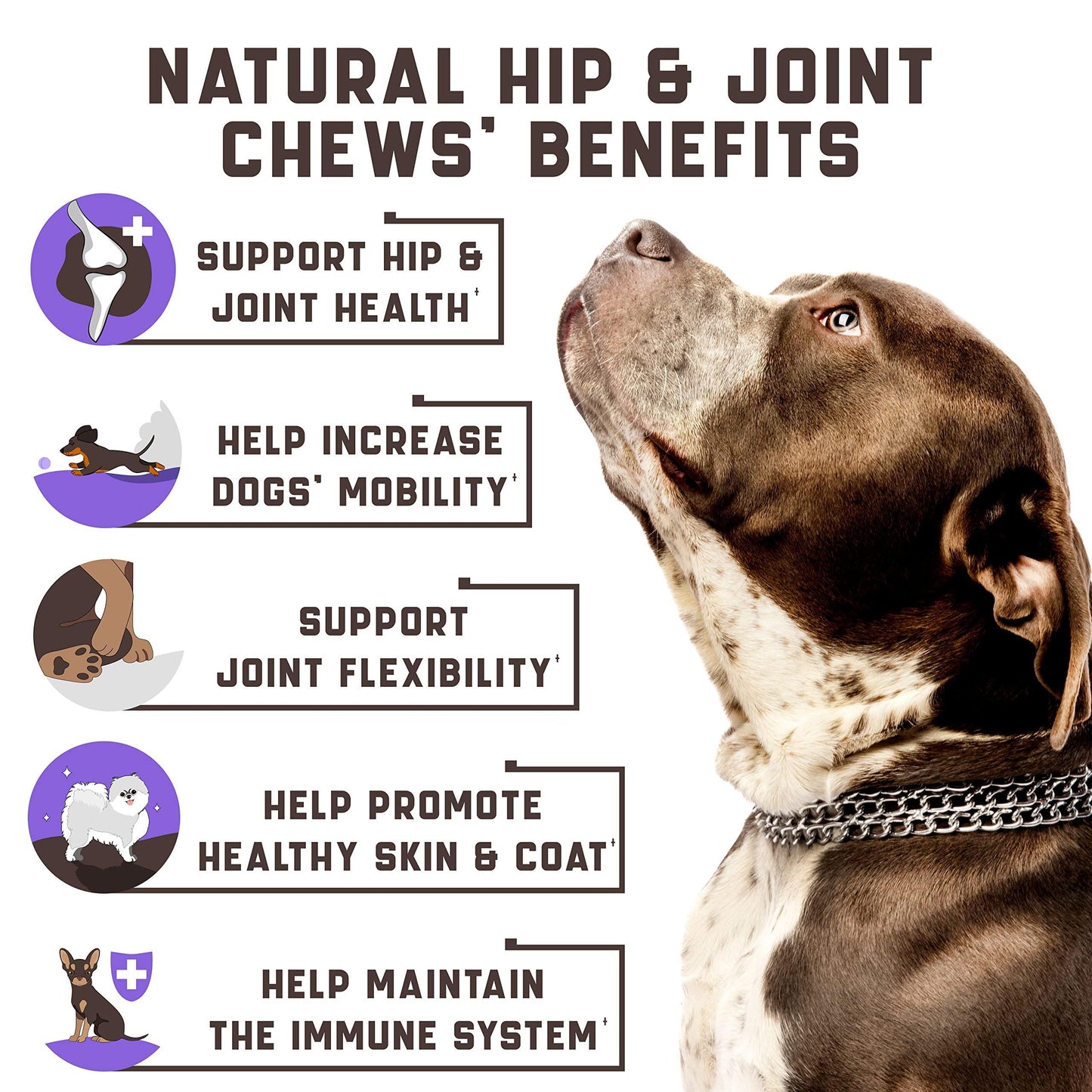 Hip & Joint Chews for Dogs | Glucosamine, MSM & Chondroitin